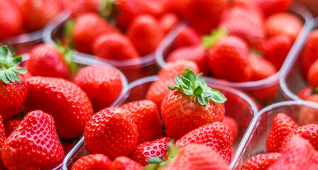 Fresh, vibrant red strawberries are neatly packed in clear plastic containers, highlighting their...