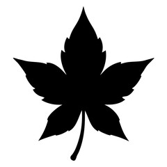 Liquidambar Styraciflua Tree Leaves  Vector Silhouette Isolate White Background