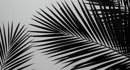 Elegant Palm Fronds in Monochrome A Serene Botanical Study of Exotic Foliage and Tropical Vibes