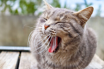 Close up shot of a fluffy domestic gray tabby cat yawning while sitting on a wooden bench. The cats eyes are closed, mouth wide open with visible tongue and whiskers, creating a cute and relatable