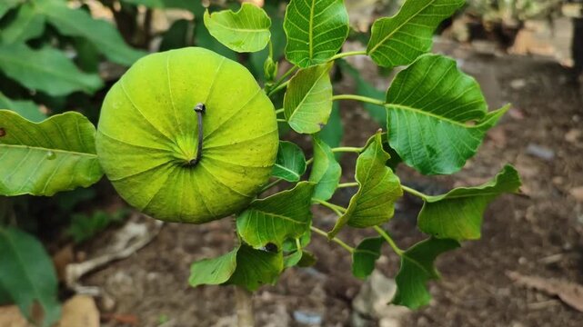 hura plant branch with fruits and leaves