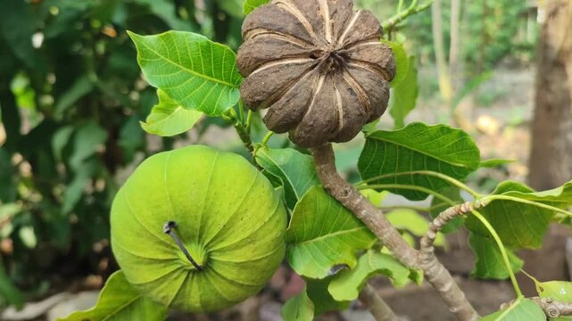 hura plant branch with fruits and leaves