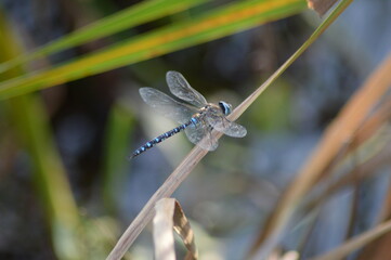 dragonfly on a leaf
