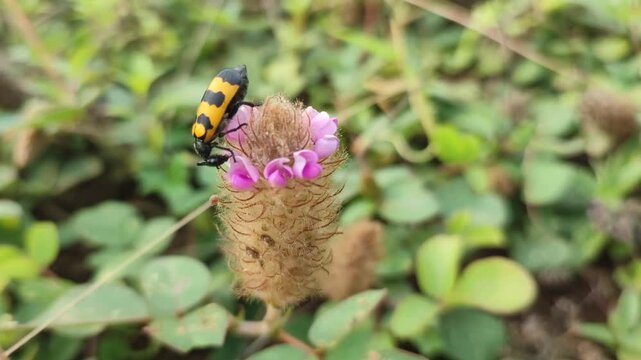 variablis insect on weed flower