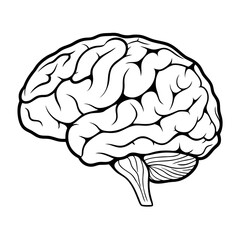 Human Brain Outline Illustration Anatomy