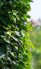 Large green ivy leaves basking in the warm sunlight. Hedera