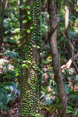 Fototapeta premium Tiny round leaves of Dischidia nummularia trailing along a tree branch under soft sunlight. String of Nickels, Button Orchid Vine