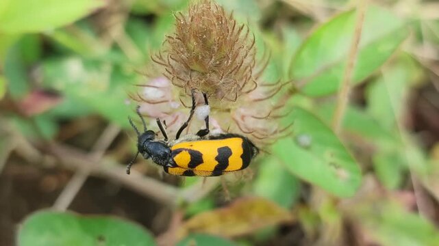 variablis insect on weed flower
