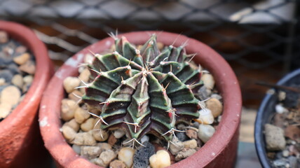 Close-up of a vibrant Gymnocalycium cactus in a terracotta pot with small stones