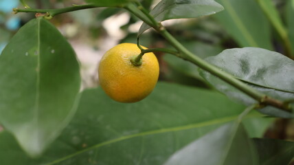 Close-up of a single, ripe calamansi fruit hanging from a branch
