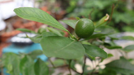 Fototapeta premium Close-up of a small, unripe green lime growing on a tree branch with lush leaves.