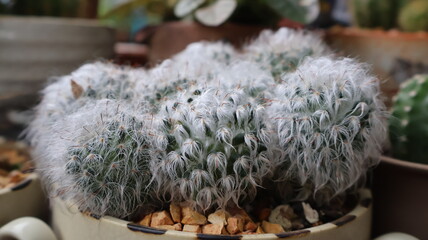 Fluffy White Mammillaria Cactus Cluster 