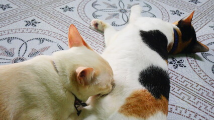 A large kitten nursing from its mother cat
