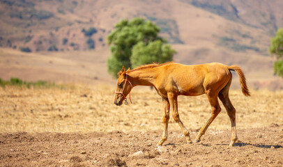 Naklejka premium A herd of horses graze in the meadow in summer, eat grass, walk and frolic. Pregnant horses and foals, livestock breeding concept.