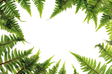 Green fern leaf frame with copy space, isolated on transparent cutout background