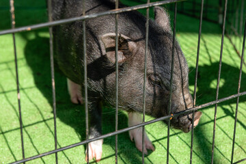 A little black pig with a pink nose in a cage