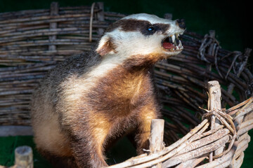 A stuffed aggressive badger baring its teeth © Konstantin
