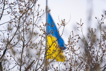 Ukrainian Flag Waving Behind Spring Branches Symbol of Freedom and Resilience