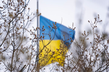Ukrainian Flag Waving Behind Spring Branches Symbol of Freedom and Resilience