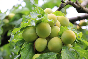 Large clusters of unripe green plums tightly cover the tree branches. Water droplets are visible on the surface of the fruits and surrounding leaves, indicating freshness after rain or dew.