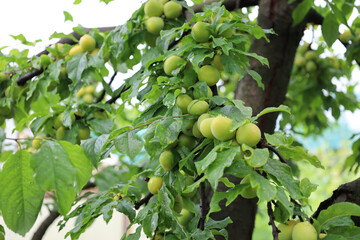 Plum branches, laden with numerous unripe green fruits, hang under dense foliage. Water droplets...