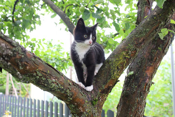 A small black and white kitten sits on a tree branch, looking around attentively. Its white paws...