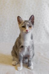 Adorable Dilute Calico Kitten Posing Gracefully on White Background at Home for Pet Adoption.