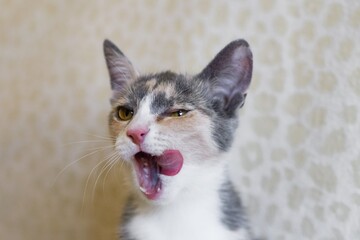 Calico Kitten with Tongue Out and Green Eyes. Funny and Adorable Close-Up Portrait of Hungry Cat.