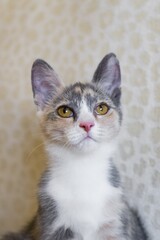 Adorable Dilute Calico Kitten with Golden Eyes Gazing Upward, Curious and Alert, Natural Light.