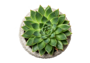 Vibrant green echeveria succulent plant in a textured pot isolated on transparent background