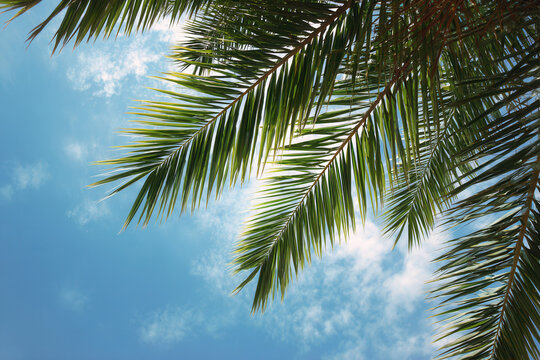 Palm tree leaves against bright blue sky with white clouds creating tropical summer atmosphere