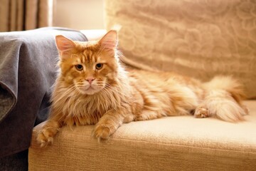 Majestic Maine Coon Cat Lounging on a Beige Sofa. Portrait of Feline Elegance and Comfort.