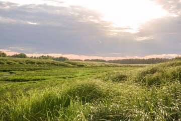 Vibrant Green Summer Meadow Under a Bright Sky and Sunlight, Perfect for Nature Backgrounds.