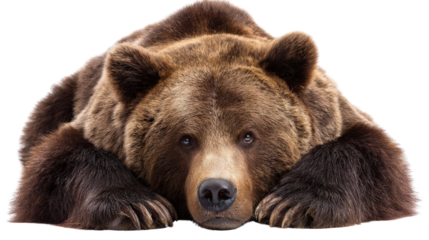 Bear laying down peacefully with paws crossed isolated on a Transparent background, PNG file.