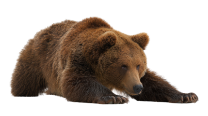 Bear stretching its body after waking up shown isolated on a Transparent background, PNG file.