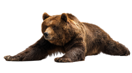 Bear stretching its body after waking up shown isolated on a Transparent background, PNG file.