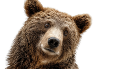 Bear with head tilted in a curious pose background isolated on a Transparent background, PNG file.
