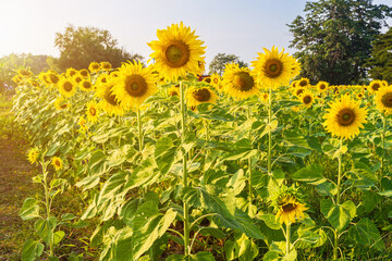 Golden Sunflowers field at blooming farm agricultural Summer sunset and blue sky background texture with white clouds in Thailand