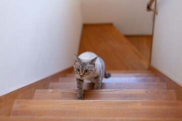 階段を上る可愛い猫　シャムトラ猫
