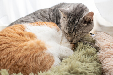 窓辺でくつろぐ可愛い二匹の猫