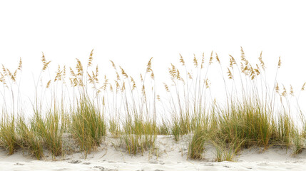 Plakat Natural green grass growing in soft sand with dry texture isolated on white background