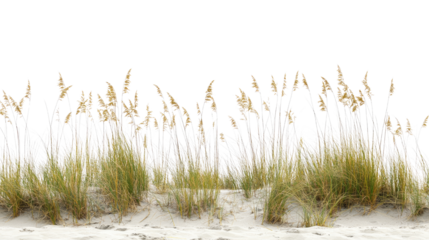 Natural green grass growing in soft sand with dry texture isolated on white background