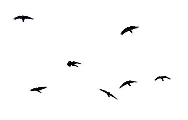 A flock of birds flying in the sky