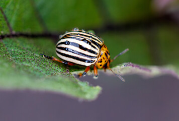 Colorado potato beetle eats eggplant leaves. Macro