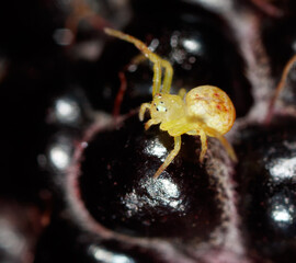 A small yellow spider is sitting on a dark purple fruit