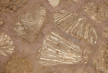 A variety of shells scattered across a brown surface
