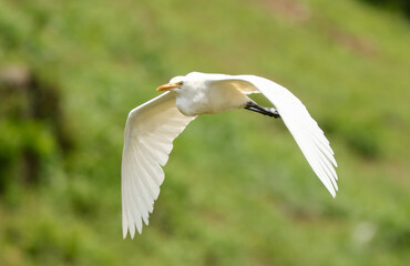 A white bird with a long neck flies over a green hill