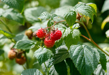 A cluster of red raspberries hanging from a leafy branch