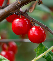 Two red cherries hanging from a tree branch