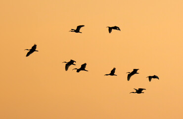 A flock of birds flying in the sky